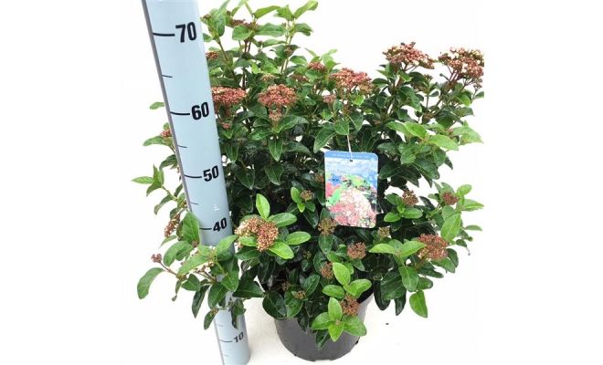 Viburnum Tinus Lisarose