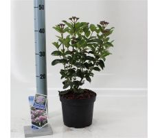 Viburnum Tinus Lisarose Loren, pot 17 cm