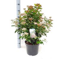 Viburnum Tinus, pot 17, h 30 cm - afbeelding 3