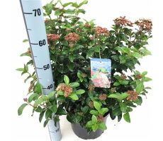 Viburnum Tinus, pot 17, h 30 cm - afbeelding 2