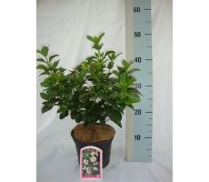 Viburnum Tinus, pot 17, h 30 cm - afbeelding 1