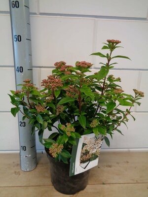 Viburnum Tinus, pot 21 cm, h 50 cm - afbeelding 1