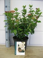 Viburnum Tinus, pot 21 cm, h 50 cm - afbeelding 2