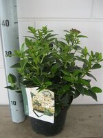 Viburnum Tinus, pot 21 cm, h 50 cm - afbeelding 3