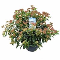 Viburnum tinus Spirit ('Anvi'PBR), pot 23, h 40 cm - afbeelding 2