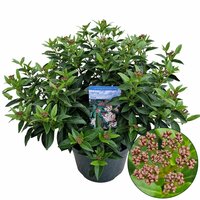 Viburnum tinus Spirit ('Anvi'PBR), pot 23, h 40 cm - afbeelding 4