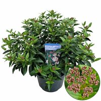 Viburnum tinus Spirit ('Anvi'PBR), pot 23, h 40 cm - afbeelding 1