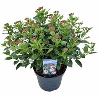 Viburnum tinus Spirit ('Anvi'PBR), pot 23, h 40 cm - afbeelding 3