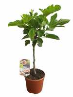 Vijgenboom, Ficus Carica Higuera, pot 26 cm, stam h 160 cm - afbeelding 2