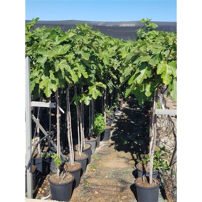 Vijgenboom, Ficus Carica Higuera, pot 26 cm, stam h 160 cm - afbeelding 1