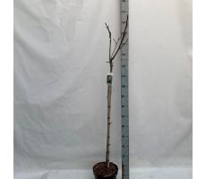 Vijgenboom, Ficus Carica Higuera, pot 26 cm, stam h 160 cm - afbeelding 3