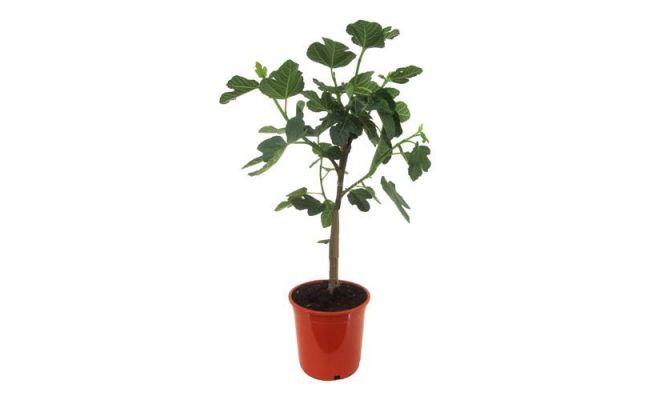 Vijgenboom, Ficus Carica, pot 17 cm, h 60 cm