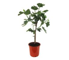 Vijgenboom, Ficus Carica, pot 17 cm, h 60 cm