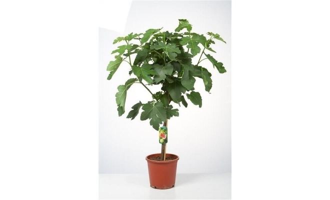 Vijgenboom, Ficus Carica, pot 19 cm, h 60 cm