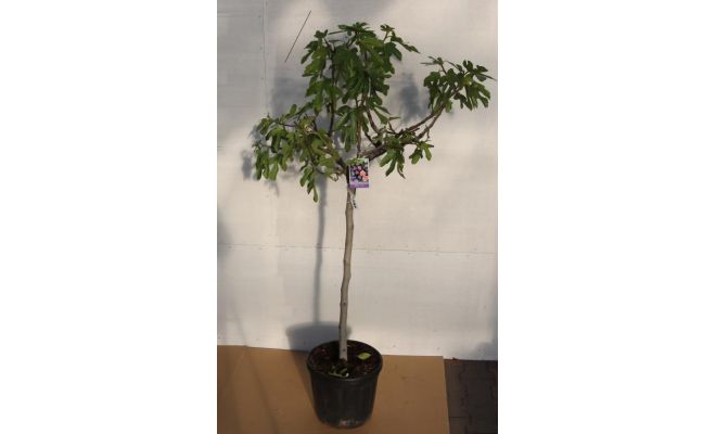 Vijgenboom, Ficus carica, pot 27cm,  h 180 cm - afbeelding 1