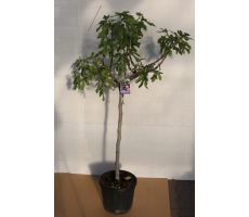 Vijgenboom, Ficus carica, pot 27cm,  h 180 cm - afbeelding 1