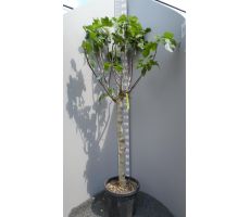 Vijgenboom, Ficus carica, pot 27cm,  h 180 cm - afbeelding 2