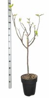 Vijgenboom, Ficus carica, pot 40 cm, h 170 cm - afbeelding 3