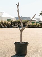 Vijgenboom, Ficus carica, pot 40 cm, h 170 cm - afbeelding 2