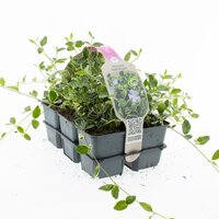 Vinca Minor Ralph Shurgert, 6-pack