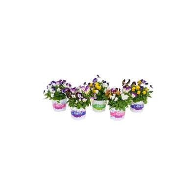 Viola Cornuta Festival Colors mix, pot 12 cm - afbeelding 1