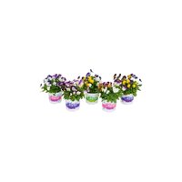 Viola Cornuta Festival Colors mix, pot 12 cm - afbeelding 2