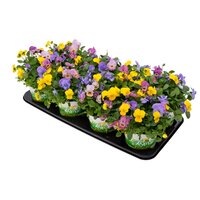 Viola Cornuta Festival Colors mix, pot 12 cm - afbeelding 2