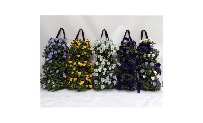 Viola Cornuta, wandhanger, meerdere variaties