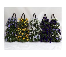 Viola Cornuta, wandhanger, meerdere variaties