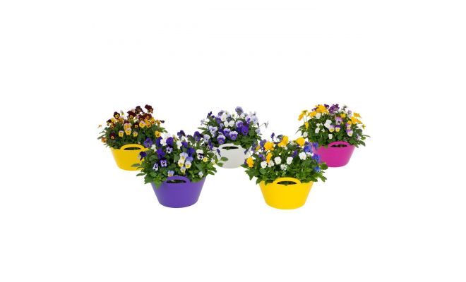 Viola festival 23 cm schaal