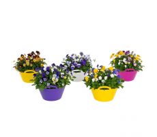 Viola festival 23 cm schaal