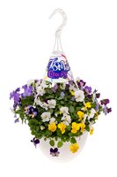 Viola festival 27 cm hangpot