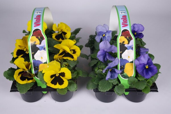 Viola, (viooltje) pot 9 cm, 6 stuks, viool draagtray - afbeelding 1