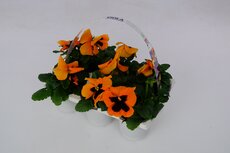 Viola, (viooltje) pot 9 cm, 6 stuks, viool draagtray - afbeelding 3