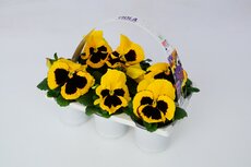 Viola, (viooltje) pot 9 cm, 6 stuks, viool draagtray - afbeelding 4