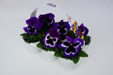 Viola, (viooltje) pot 9 cm, 6 stuks, viool draagtray - afbeelding 5