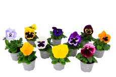 Viola, (viooltje) pot 9 cm, 6 stuks, viool draagtray - afbeelding 6