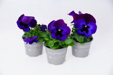 Viola, (viooltje) pot 9 cm, 6 stuks, viool draagtray - afbeelding 7