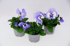 Viola, (viooltje) pot 9 cm, 6 stuks, viool draagtray - afbeelding 8