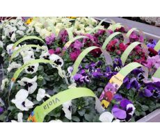 Viola, (viooltje) pot 9 cm, 6 stuks, viool draagtray - afbeelding 2