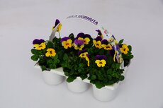 Violen (viooltje) Cornuta, 6 stuks draagtray, viola kleinbloemig - afbeelding 1