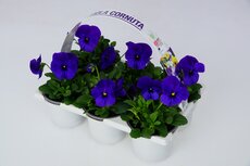 Violen (viooltje) Cornuta, 6 stuks draagtray, viola kleinbloemig - afbeelding 5