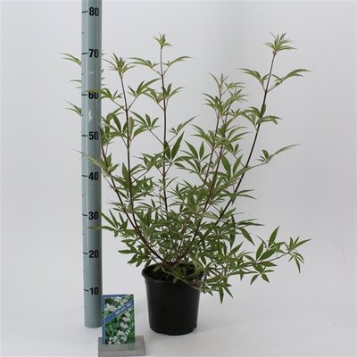 vitex agnus-castus "Albus", pot 19 cm, h 50 cm - afbeelding 1