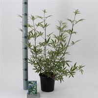 vitex agnus-castus "Albus", pot 19 cm, h 50 cm - afbeelding 1