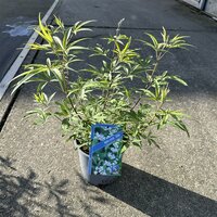 vitex agnus-castus "Albus", pot 19 cm, h 50 cm - afbeelding 2