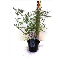 Vitex agnus-castus, pot 19 cm, h 30 cm
