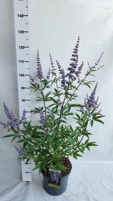vitex agnus-castus, pot 19 cm, h 50 cm - afbeelding 1