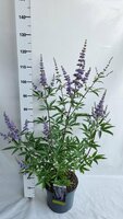 vitex agnus-castus, pot 19 cm, h 50 cm - afbeelding 1