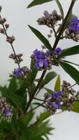 vitex agnus-castus, pot 19 cm, h 50 cm - afbeelding 2