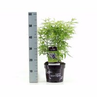 Vitex agnus Delta Blues, p 21, h 50 cm - afbeelding 2